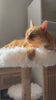 Natural Dainty Modern Cat Tree, Compact Solid Wood for Small Spaces